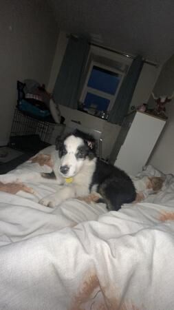 6 month old border collie for sale in Corwen, Denbighshire - Image 3