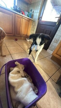 6 month old border collie for sale in Corwen, Denbighshire - Image 4