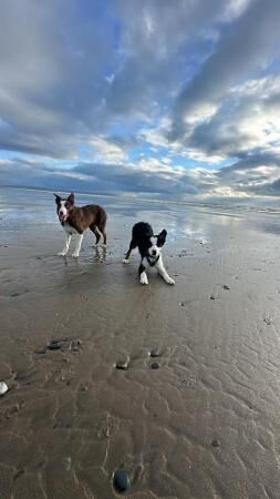 6 month old border collie for sale in Corwen, Denbighshire - Image 5