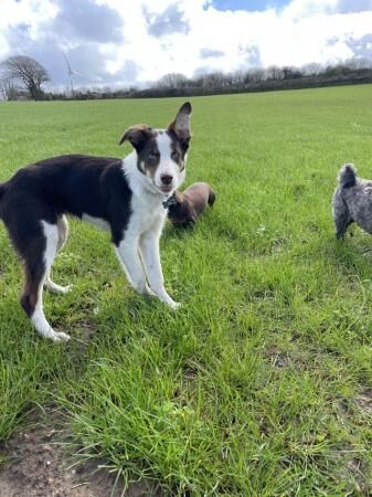6 month old collie x huntaway for sale in St Austell, Cornwall