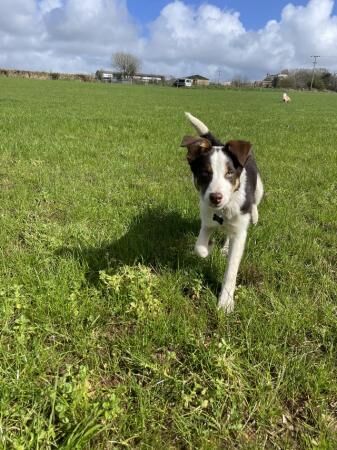 6 month old collie x huntaway for sale in St Austell, Cornwall - Image 2