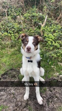 6 month old collie x huntaway for sale in St Austell, Cornwall - Image 3