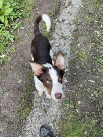 6 month old collie x huntaway for sale in St Austell, Cornwall - Image 4
