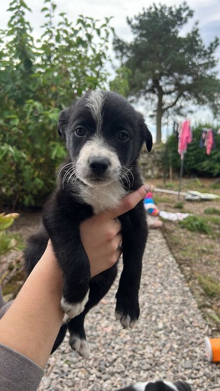 Border Collie puppies for sale in Kingswells, City of Aberdeen – 7 weeks old