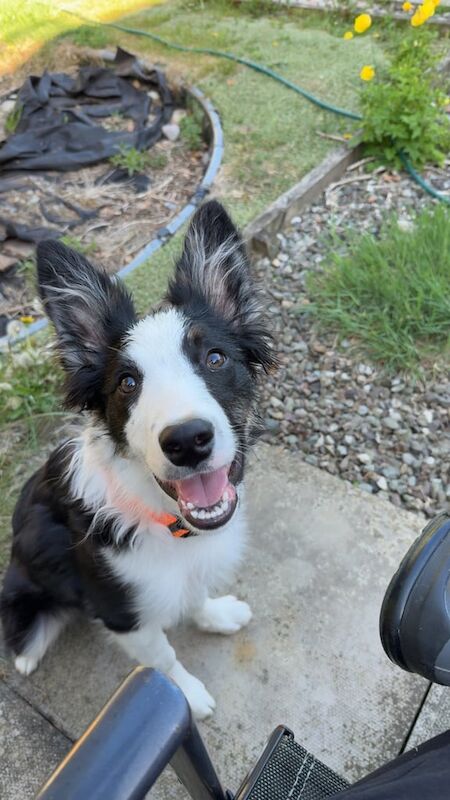 6month collie for sale in Auchterarder, Perth and Kinross