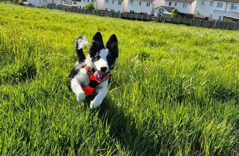 6month collie for sale in Auchterarder, Perth and Kinross | Image 2
