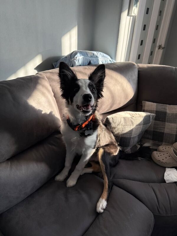 6month collie for sale in Auchterarder, Perth and Kinross | Image 3