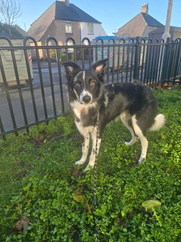 Border Collie puppies for sale in Aberdeen, City of Aberdeen – 7 months old