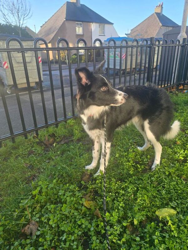 Border Collie puppies for sale in Aberdeen, City of Aberdeen – 7 months old - Image 2 of 4