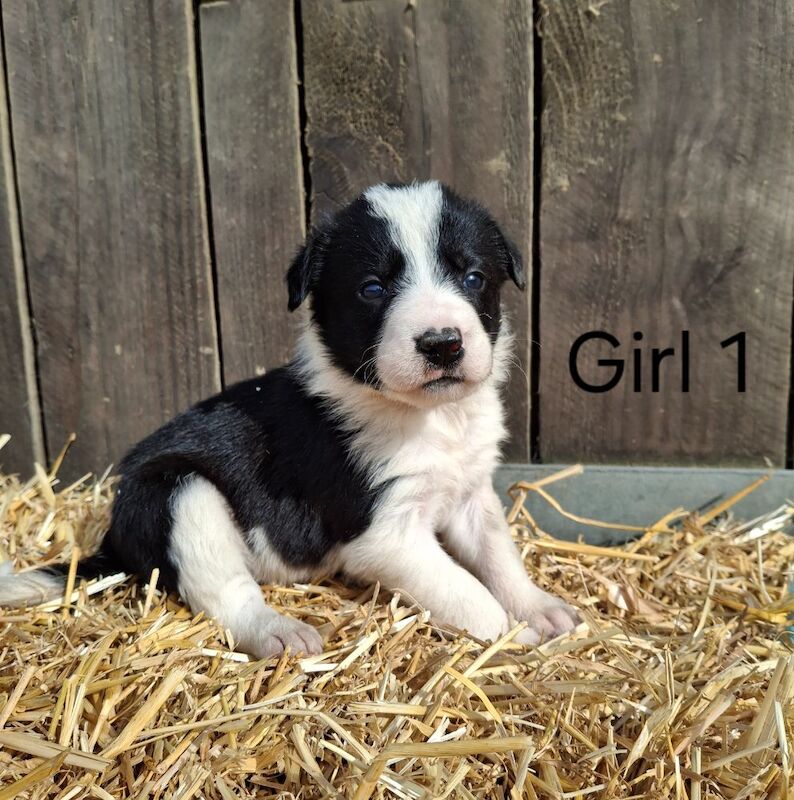 Border Collie puppies for sale in Newtown / Y Drenewydd, Powys – 3 weeks old