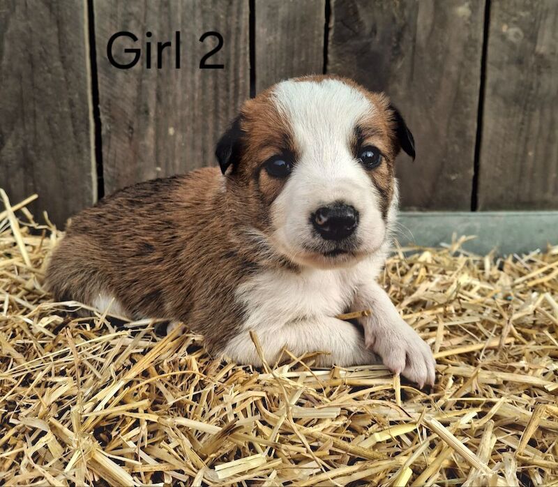 Border Collie puppies for sale in Newtown / Y Drenewydd, Powys – 3 weeks old - Image 2 of 9