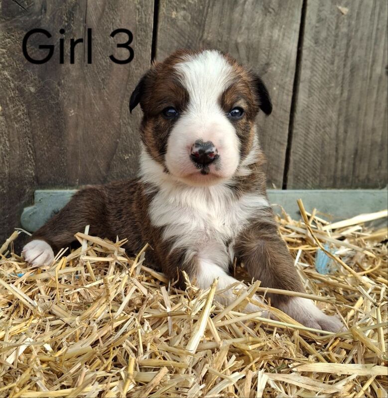 Border Collie puppies for sale in Newtown / Y Drenewydd, Powys – 3 weeks old - Image 3 of 9