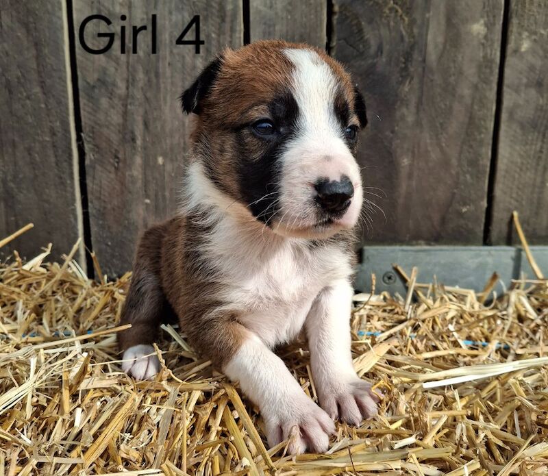 Border Collie puppies for sale in Newtown / Y Drenewydd, Powys – 3 weeks old - Image 4 of 9