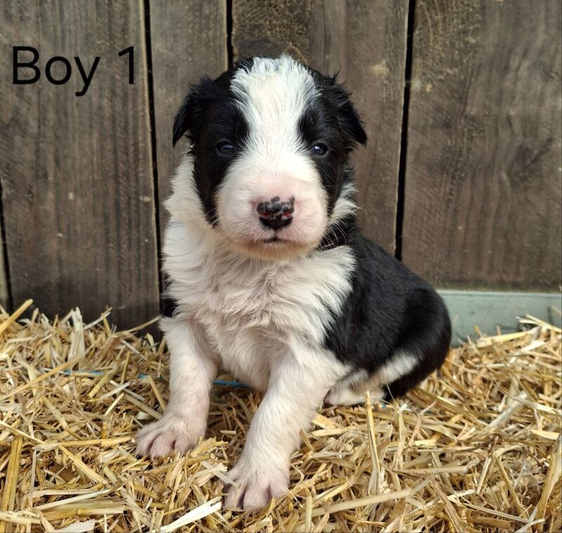 Border Collie puppies for sale in Newtown / Y Drenewydd, Powys – 3 weeks old - Image 5 of 9