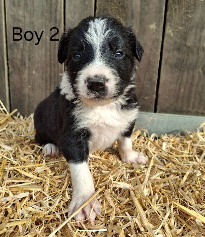 Border Collie puppies for sale in Newtown / Y Drenewydd, Powys – 3 weeks old - Image 6 of 9