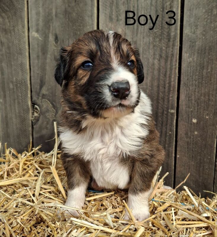 Border Collie puppies for sale in Newtown / Y Drenewydd, Powys – 3 weeks old - Image 7 of 9