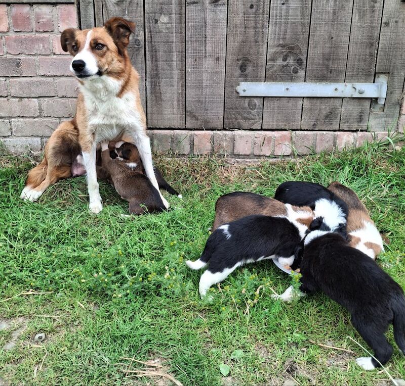 Border Collie puppies for sale in Newtown / Y Drenewydd, Powys – 3 weeks old - Image 8 of 9