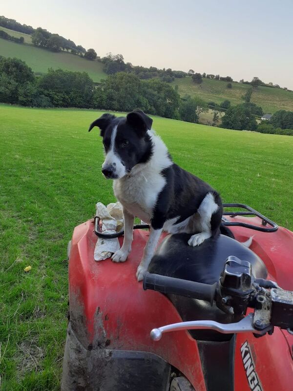 Border Collie puppies for sale in Newtown / Y Drenewydd, Powys – 3 weeks old - Image 9 of 9