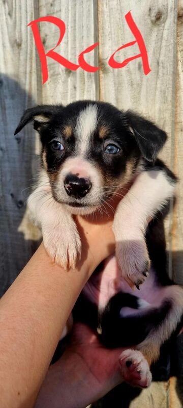 7 border collie boys, looking for loving homes. for sale in Liverpool, Merseyside