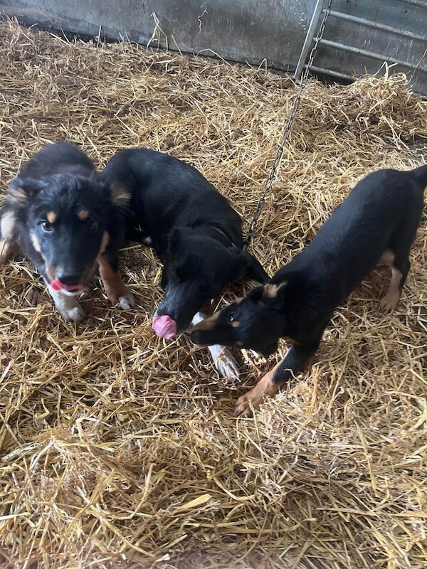 Border Collie Puppies For Sale Under £1,000
