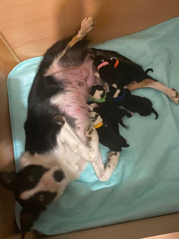 Border Collie puppies for sale in Ayr, Ayrshire and Arran – 5 weeks old