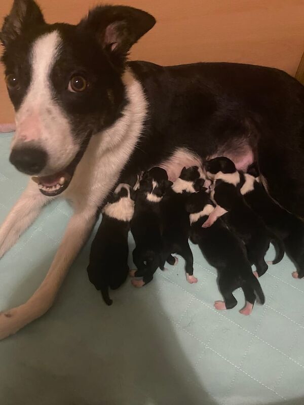 Border Collie puppies for sale in Ayr, Ayrshire and Arran – 5 weeks old - Image 2 of 3