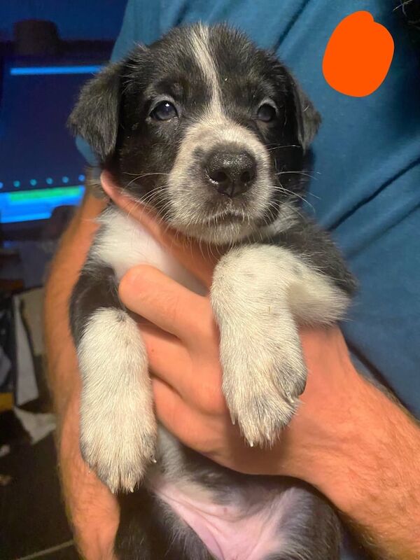 Border Collie puppies for sale in Ayr, Ayrshire and Arran – 5 weeks old - Image 3 of 3