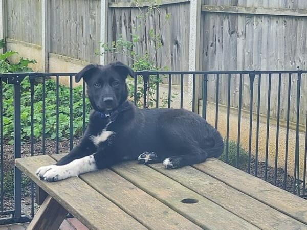 7 month old border collie for sale in Stoke-on-Trent, Staffordshire