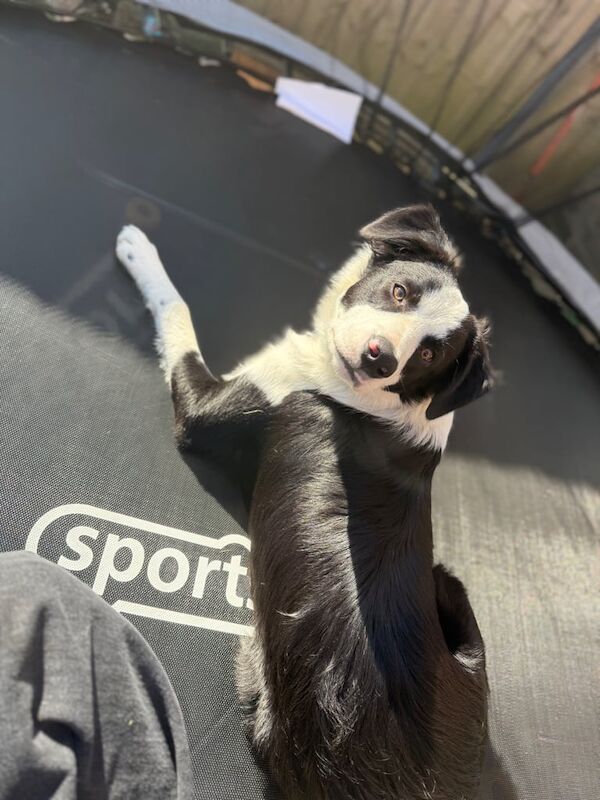 Border Collie puppies for sale in Plymouth, Devon – 7 months old