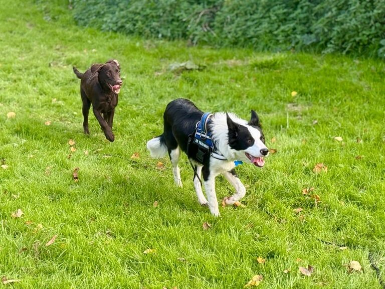 Border Collie puppies for sale in Plymouth, Devon – 7 months old - Image 2 of 5