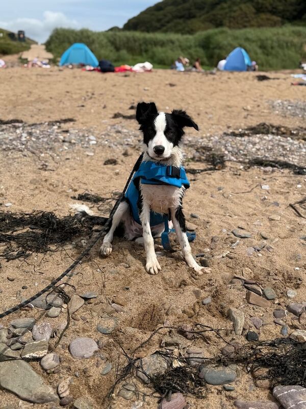 Border Collie puppies for sale in Plymouth, Devon – 7 months old - Image 5 of 5