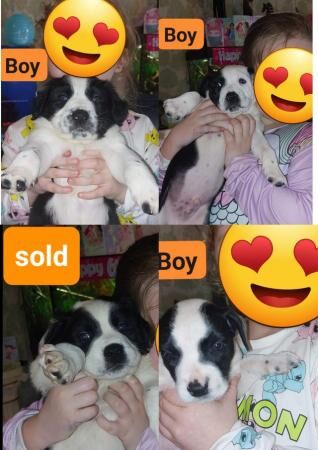 7 week old Sprollie Puppies for sale in Mountain Ash/Aberpennar, Rhondda Cynon Taf - Image 1