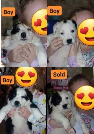 7 week old Sprollie Puppies for sale in Mountain Ash/Aberpennar, Rhondda Cynon Taf - Image 4