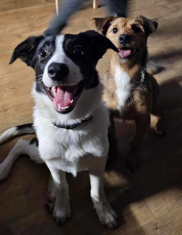 8 month Female Border collie for sale in Chesterfield, Derbyshire
