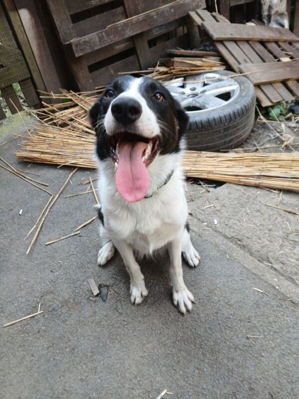 8 month Female Border collie for sale in Chesterfield, Derbyshire | Image 2