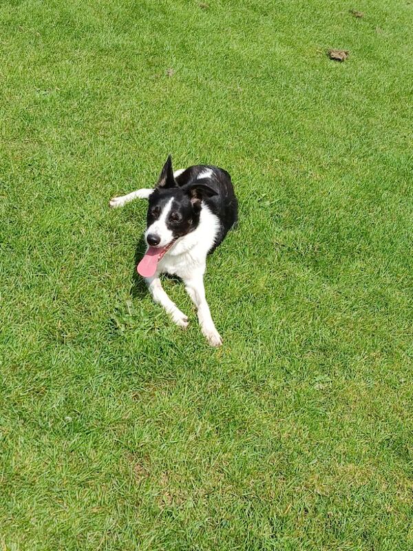 8 month Female Border collie for sale in Chesterfield, Derbyshire | Image 3