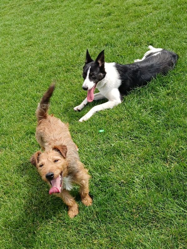 8 month Female Border collie for sale in Chesterfield, Derbyshire | Image 4