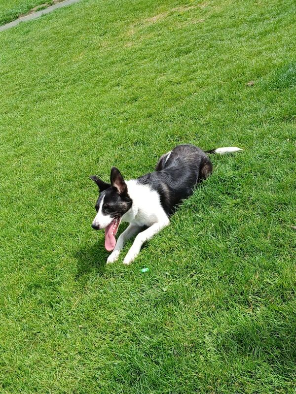 8 month Female Border collie for sale in Chesterfield, Derbyshire - Image 5