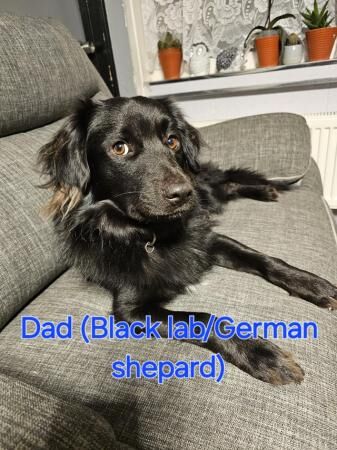 8 week German shepard black lab border collie puppies for sale in Birmingham, West Midlands - Image 2