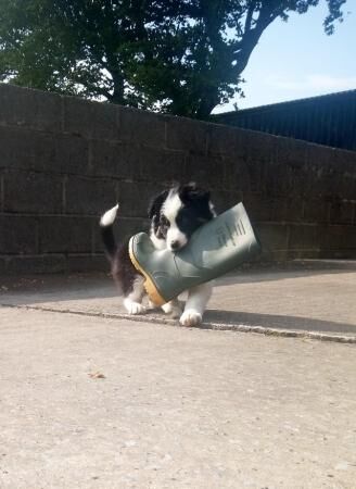 8 week old border collie puppies for sale in Llanwrda, Carmarthenshire