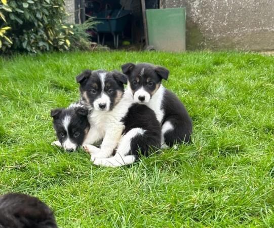8 week old tri coloured collie pups for sale in Cockermouth, Cumbria - Image 2
