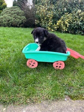 8 week old tri coloured collie pups for sale in Cockermouth, Cumbria - Image 3