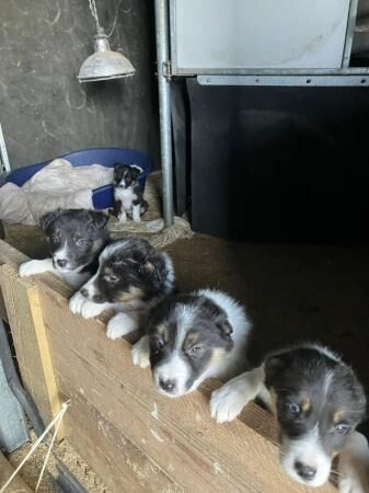 8 week old tri coloured collie pups for sale in Cockermouth, Cumbria - Image 4