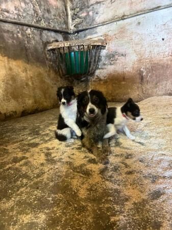 8 week old tri coloured collie pups for sale in Cockermouth, Cumbria - Image 5