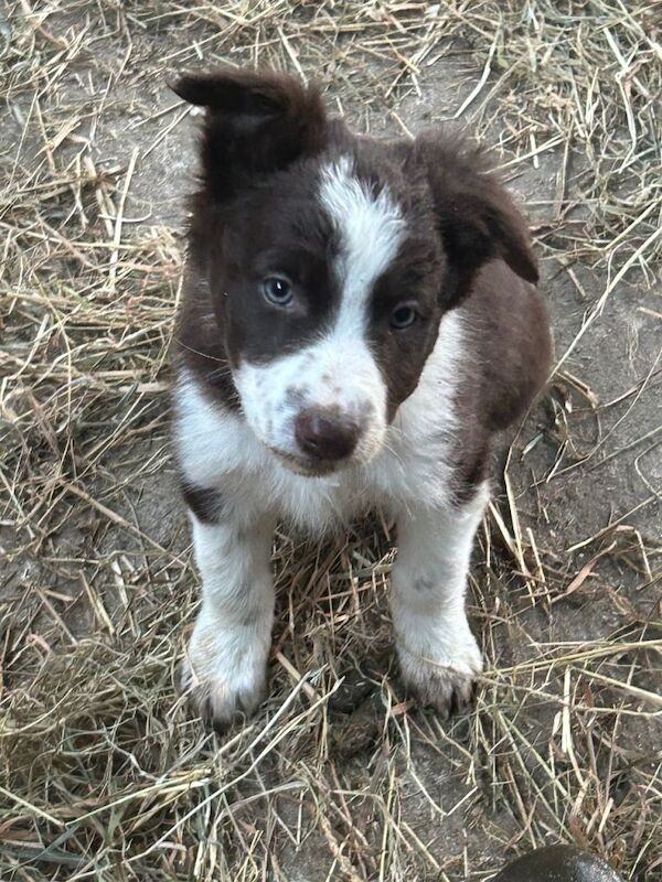 8 weeks old border collie pups - Image 3 of 5