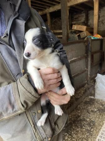 8 weeks old working border collie pups for sale in Abbeytown, Cumbria - Image 1