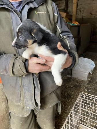 8 weeks old working border collie pups for sale in Abbeytown, Cumbria - Image 2