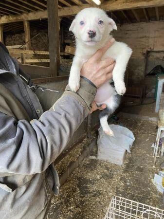 8 weeks old working border collie pups for sale in Abbeytown, Cumbria - Image 3