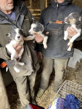 8 weeks old working border collie pups for sale in Abbeytown, Cumbria - Image 4