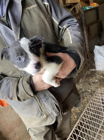 8 weeks old working border collie pups for sale in Abbeytown, Cumbria - Image 5